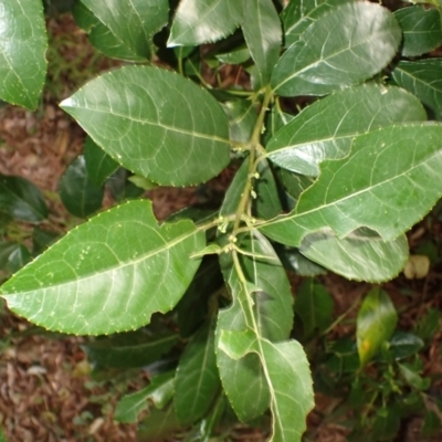 Hedycarya angustifolia (Austral Mulberry) at Robertson - 17 Jul 2023 by plants