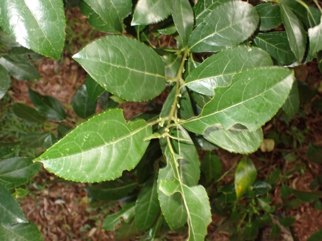Hedycarya angustifolia at Robertson, NSW - 17 Jul 2023