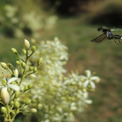 Eleale aspera (Clerid beetle) at Conder, ACT - 8 Jan 2023 by michaelb