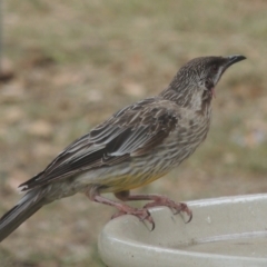 Anthochaera carunculata (Red Wattlebird) at Pollinator-friendly garden Conder - 26 Jan 2023 by michaelb