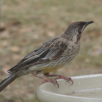 Anthochaera carunculata (Red Wattlebird) at Conder, ACT - 26 Jan 2023 by MichaelBedingfield