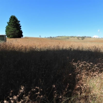 Themeda triandra (Kangaroo Grass) at Top Hut TSR - 14 Mar 2022 by AndyRoo