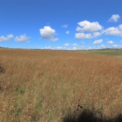 Themeda triandra at Dry Plain, NSW - 14 Mar 2022