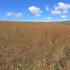 Themeda triandra at Dry Plain, NSW - 14 Mar 2022 12:05 PM