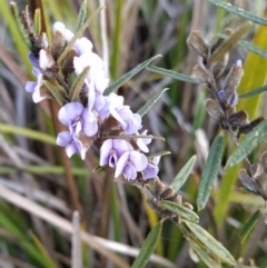 Hovea heterophylla (Common Hovea) at Wanniassa Hill - 17 Jul 2023 by KumikoCallaway