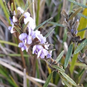 Hovea heterophylla at Fadden, ACT - 18 Jul 2023 08:29 AM