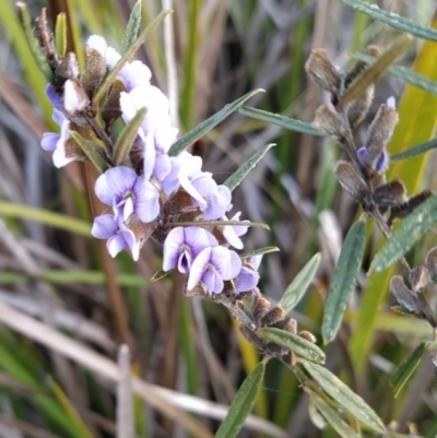 Hovea heterophylla (Common Hovea) at Fadden, ACT - 17 Jul 2023 by KumikoCallaway