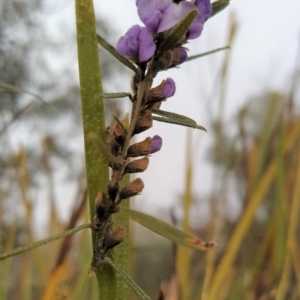 Hovea heterophylla at Fadden, ACT - 18 Jul 2023