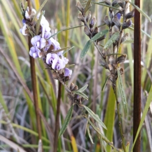 Hovea heterophylla at Fadden, ACT - 18 Jul 2023 08:29 AM