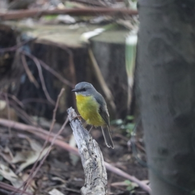Eopsaltria australis (Eastern Yellow Robin) at ANBG - 15 Jul 2023 by patrick25