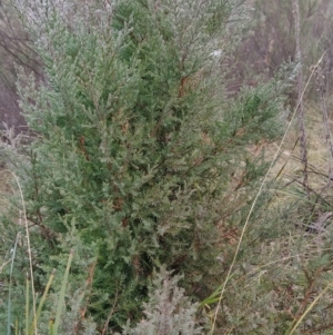 Juniperus communis at Fadden, ACT - 18 Jul 2023