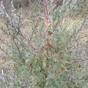 Juniperus communis at Fadden, ACT - 18 Jul 2023