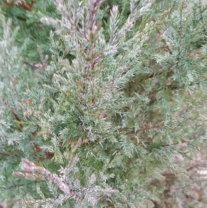 Juniperus communis at Fadden, ACT - 18 Jul 2023