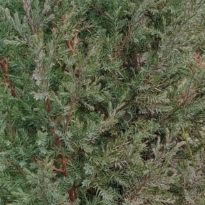 Juniperus communis at Fadden, ACT - 18 Jul 2023