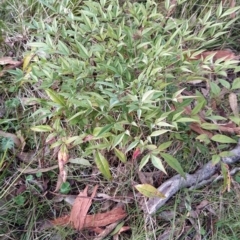 Nandina domestica (Sacred Bamboo) at Fadden, ACT - 17 Jul 2023 by KumikoCallaway