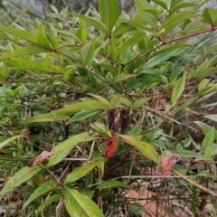 Nandina domestica at Fadden, ACT - 18 Jul 2023 08:32 AM