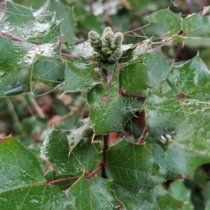 Berberis aquifolium at Fadden, ACT - 18 Jul 2023 08:33 AM