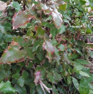 Berberis aquifolium at Fadden, ACT - 18 Jul 2023