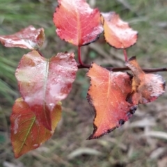 Pyrus sp. (An Ornamental Pear) at Fadden, ACT - 18 Jul 2023 by KumikoCallaway