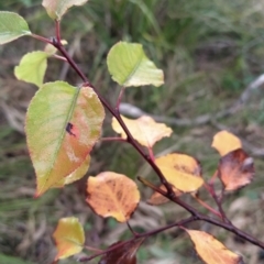 Pyrus sp. at Fadden, ACT - 18 Jul 2023