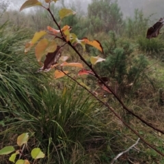 Pyrus sp. at Fadden, ACT - 18 Jul 2023