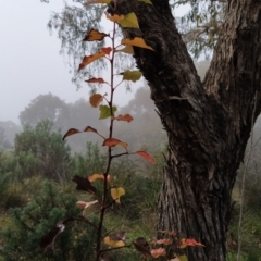 Pyrus sp. at Fadden, ACT - 18 Jul 2023