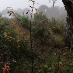 Pyrus sp. at Fadden, ACT - 18 Jul 2023