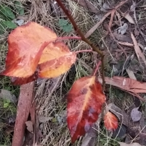 Pyrus sp. at Fadden, ACT - 18 Jul 2023 08:34 AM