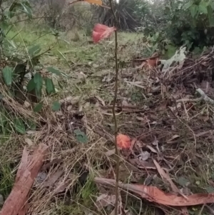 Pyrus sp. at Fadden, ACT - 18 Jul 2023