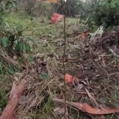 Pyrus sp. at Fadden, ACT - 18 Jul 2023