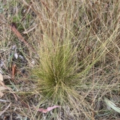 Nassella trichotoma (Serrated Tussock) at Watson, ACT - 13 Jul 2023 by waltraud