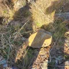 Litoria latopalmata (Broad-palmed Tree-frog) at Pine Island to Point Hut - 24 Jun 2023 by Darren