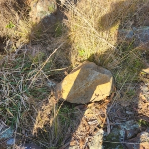 Litoria latopalmata at Paddys River, ACT - 24 Jun 2023