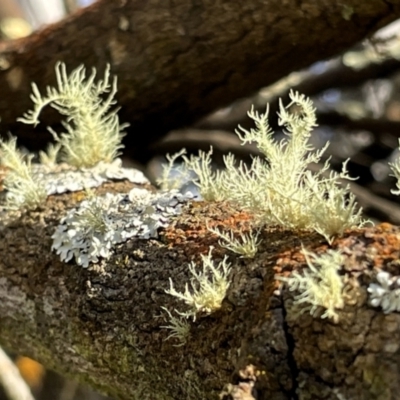 Usnea sp. (genus) (Bearded lichen) at Watson, ACT - 18 Jul 2023 by Evie