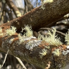 Usnea sp. (genus) at Watson, ACT - 18 Jul 2023