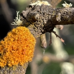 Teloschistes sp. (genus) (A lichen) at Watson, ACT - 18 Jul 2023 by Evie
