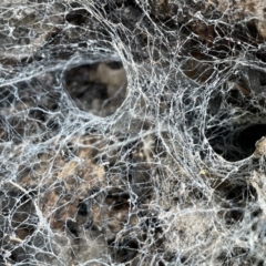 Badumna sp. (genus) (Lattice-web spider) at Watson, ACT - 18 Jul 2023 by Evie