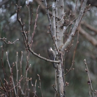 Cormobates leucophaea (White-throated Treecreeper) at Greenleigh, NSW - 3 Jul 2023 by LyndalT