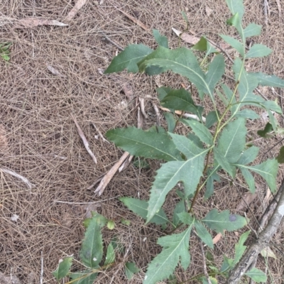 Lomatia silaifolia (Crinkle Bush, Fern-leaved Lomatia, Parsley Bush) at Berrima - 22 Jun 2023 by Baronia