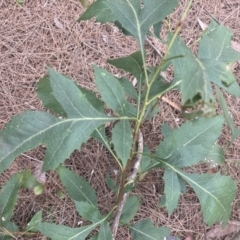 Lomatia silaifolia at Berrima, NSW - 22 Jun 2023