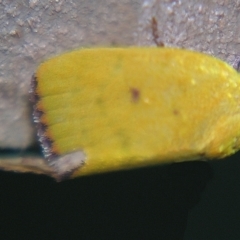 Earias luteolaria (Chloephorinae) at Sheldon, QLD - 28 Mar 2007 by PJH123