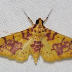 Conogethes haemactalis (Spilomelinae) at Sheldon, QLD - 28 Mar 2007 by PJH123