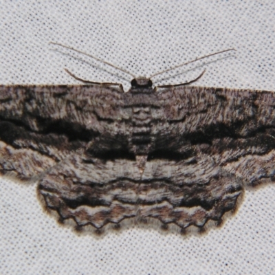 Scioglyptis chionomera (Grey Patch Bark Moth) at Sheldon, QLD - 28 Mar 2007 by PJH123