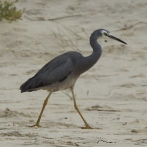 Egretta novaehollandiae at Narooma, NSW - 6 Jul 2023