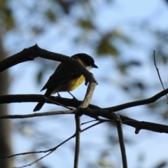 Pachycephala pectoralis (Golden Whistler) at Narooma, NSW - 6 Jul 2023 by GlossyGal