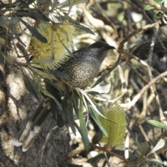 Anthochaera chrysoptera (Little Wattlebird) at North Narooma, NSW - 7 Jul 2023 by GlossyGal