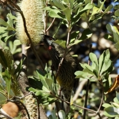 Anthochaera carunculata (Red Wattlebird) at North Narooma, NSW - 7 Jul 2023 by GlossyGal