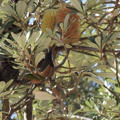 Acanthorhynchus tenuirostris (Eastern Spinebill) at North Narooma, NSW - 7 Jul 2023 by GlossyGal