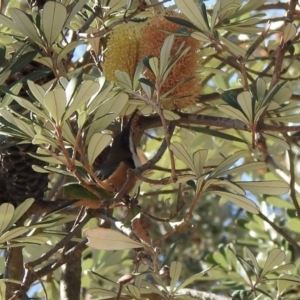 Acanthorhynchus tenuirostris at North Narooma, NSW - 7 Jul 2023