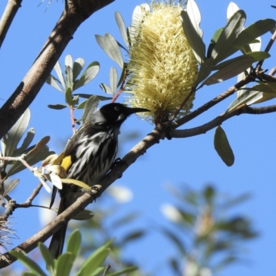 Phylidonyris novaehollandiae (New Holland Honeyeater) at North Narooma, NSW - 7 Jul 2023 by GlossyGal